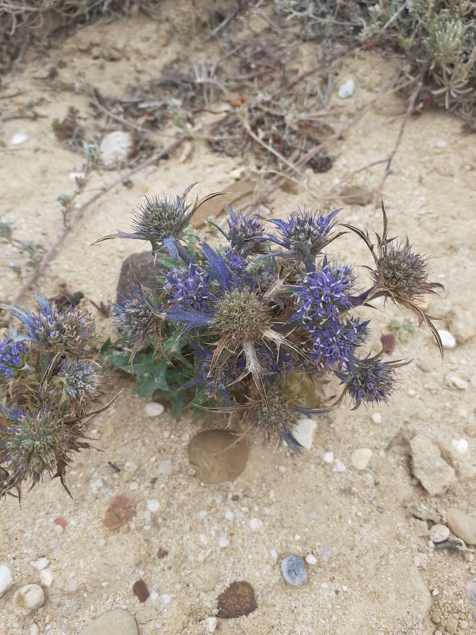 Eryngium dilatatum Lam. resmi