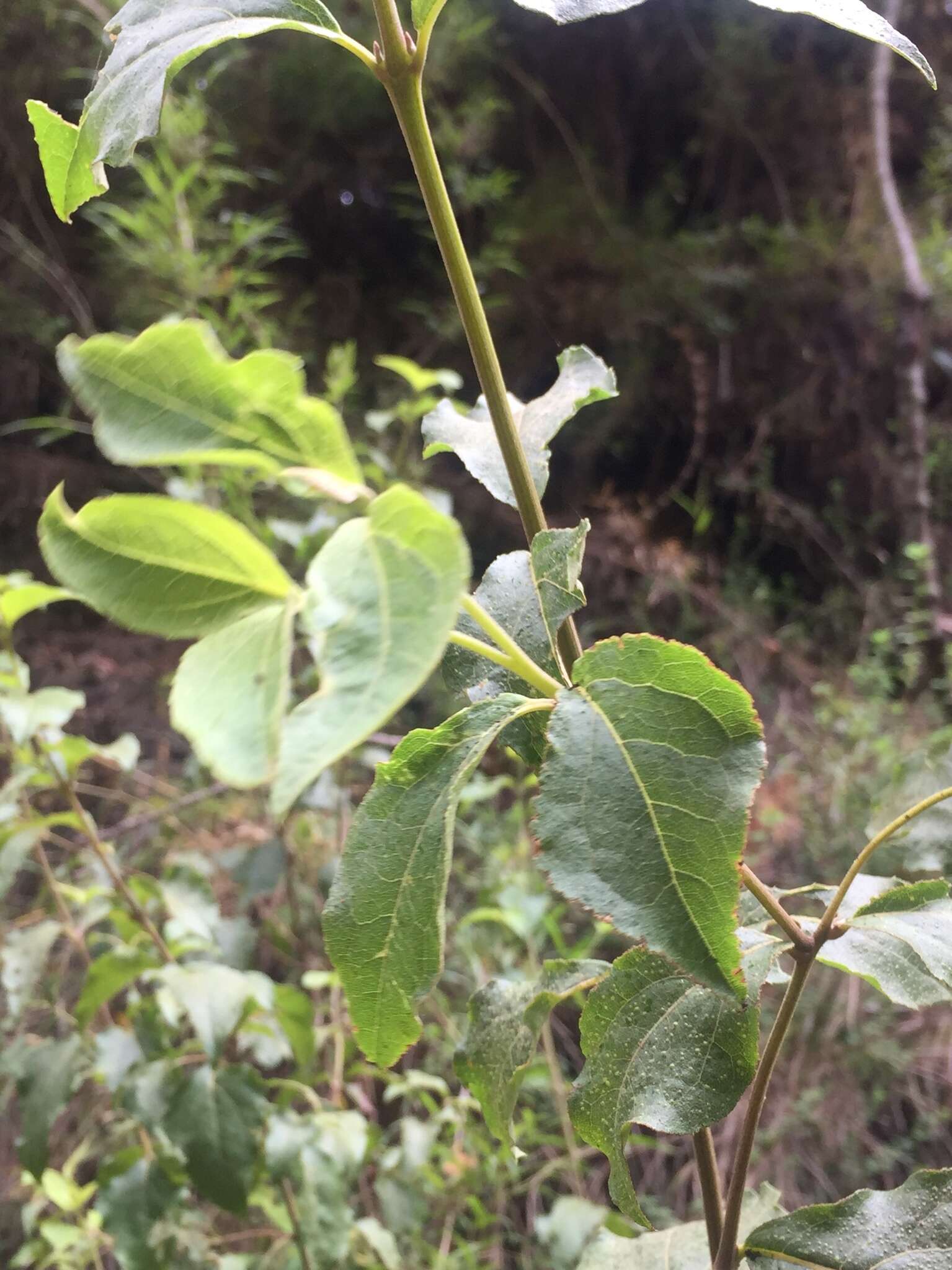 Image of Podanthus ovatifolius Lag.