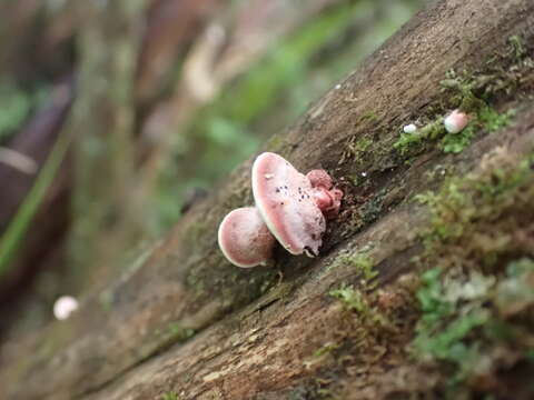 Image of Plicaturopsis scarlatina P. K. Buchanan & Hood 1992