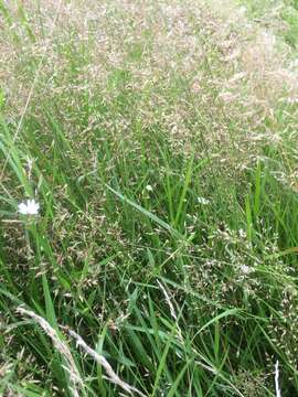 Image of common starwort