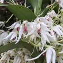 Image of Maxillaria biolleyi (Schltr.) L. O. Williams