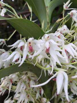 Image of Maxillaria biolleyi (Schltr.) L. O. Williams