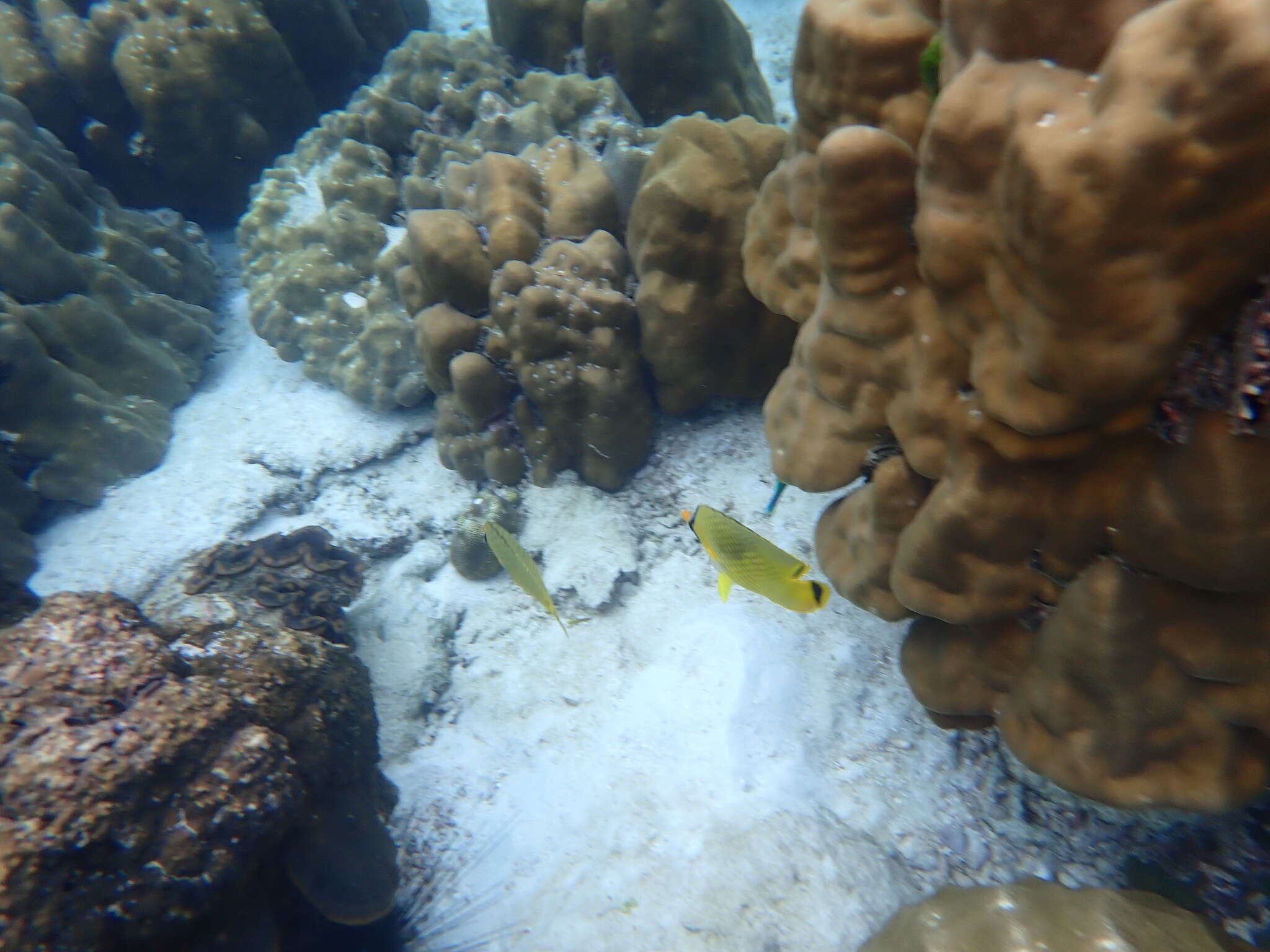 Image of Latticed Butterflyfish