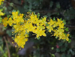 Image of Chrysosplenium album var. flavum Hara