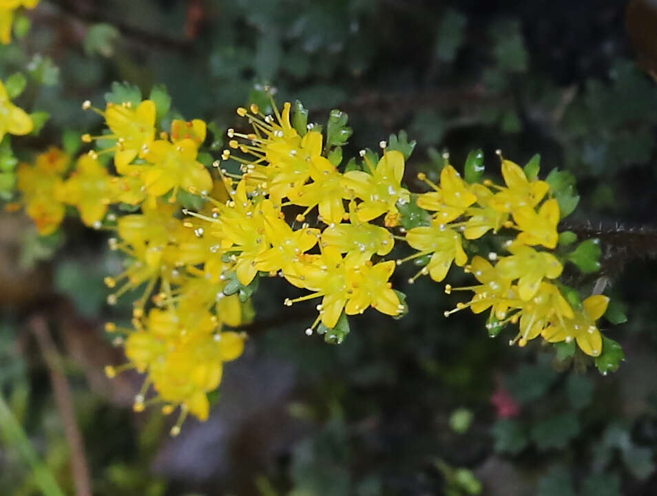 Image of Chrysosplenium album var. flavum Hara