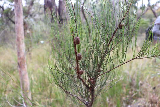 Image of scrub she-oak