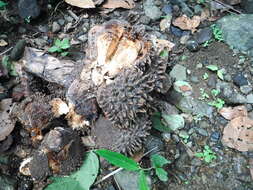 Image of Ecuadorian Ivory Palm