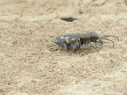 Image of Cicindela (Cicindelidia) senilis G. Horn 1867