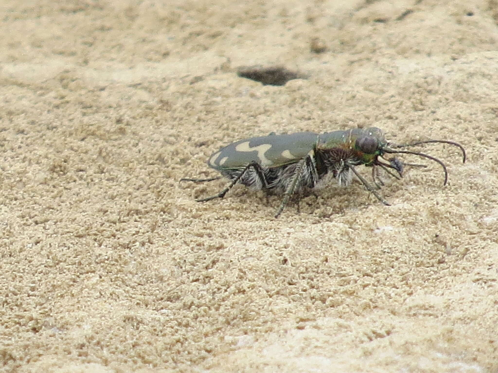 Image of Cicindela (Cicindelidia) senilis G. Horn 1867