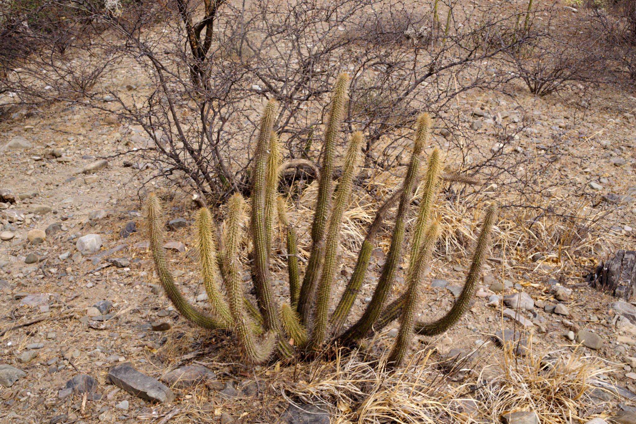 Cleistocactus tominensis subsp. micropetalus (F. Ritter) Mottram的圖片