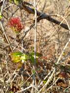 Image of Combretum violaceum (Tul.) C. C. H. Jongkind