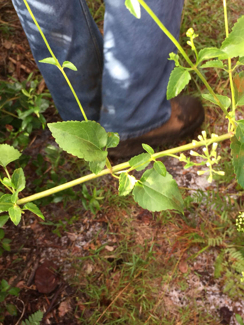 Image of hammock snakeroot