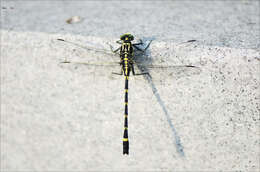 Image of Sieboldius albardae Selys 1886