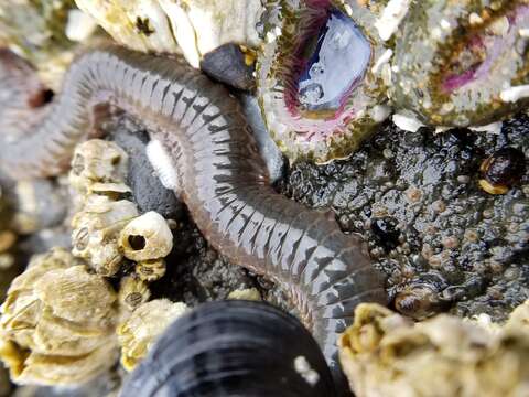 Image of Mussel worm