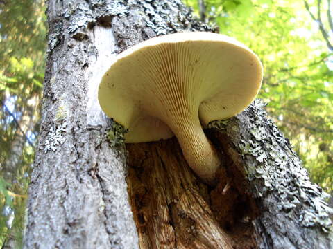 Image of Neolentinus cyathiformis (Schaeff.) Della Maggiora & Trassin. 2014