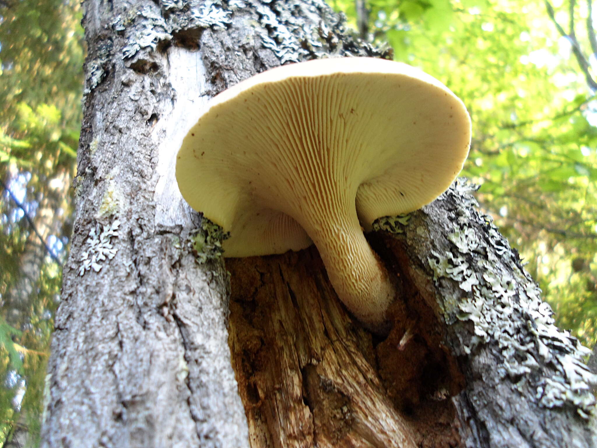 Image of Neolentinus cyathiformis (Schaeff.) Della Maggiora & Trassin. 2014