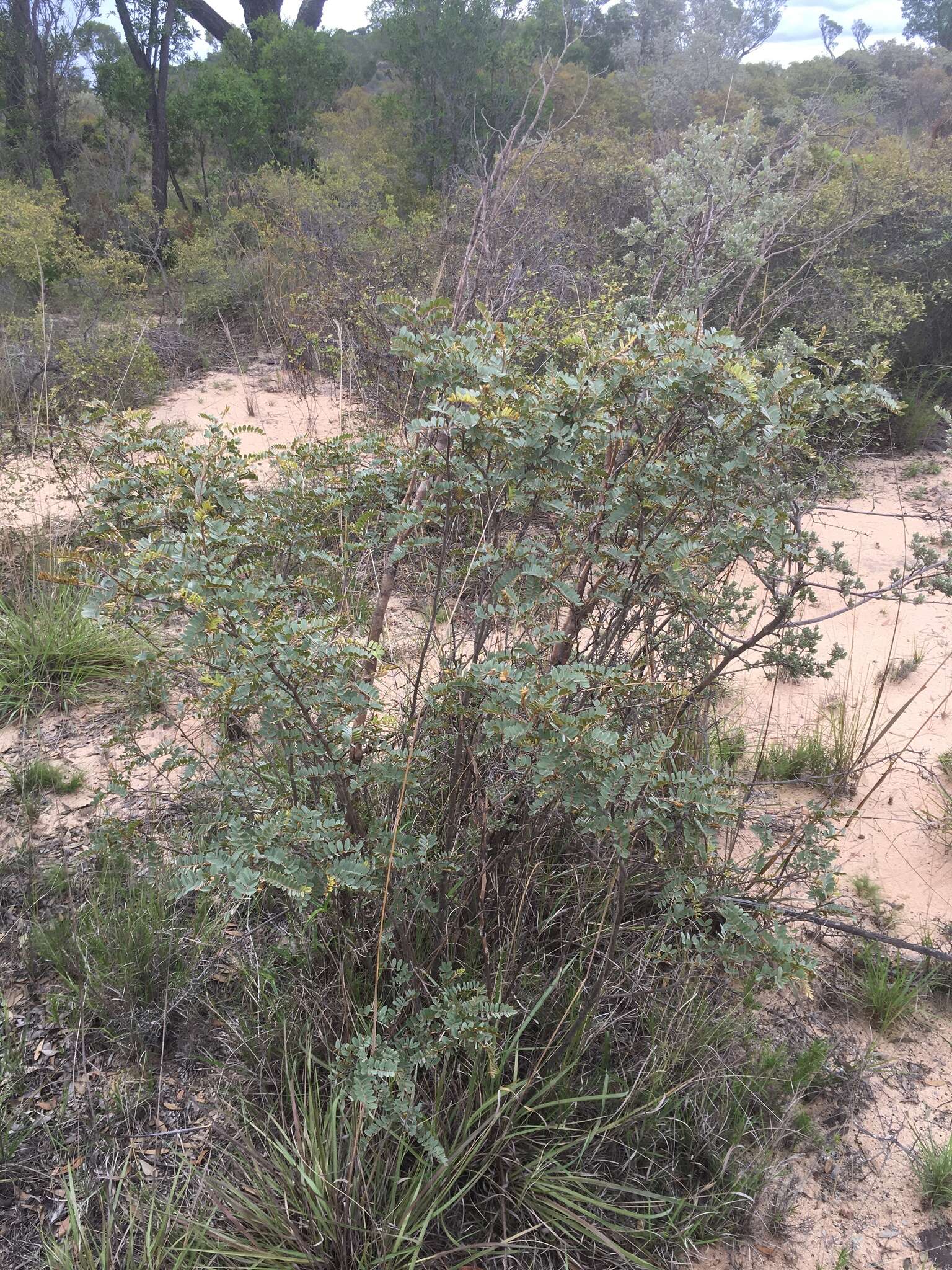 Imagem de Pyranthus tullearensis (Baill.) Du Puy & Labat