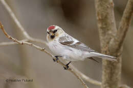 Image of Arctic Redpoll