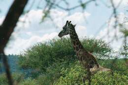 Image of Giraffe