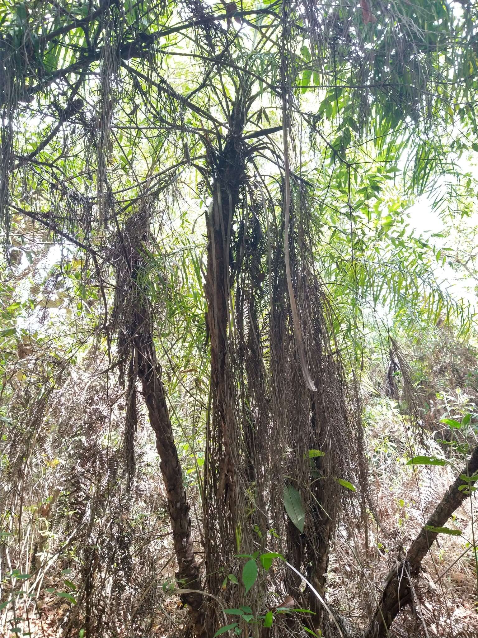 Image of Syagrus flexuosa (Mart.) Becc.