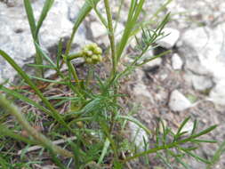 Слика од Achillea oxyloba (DC.) Sch. Bip.