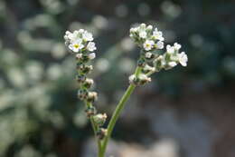 Imagem de Heliotropium ellipticum Ledeb.