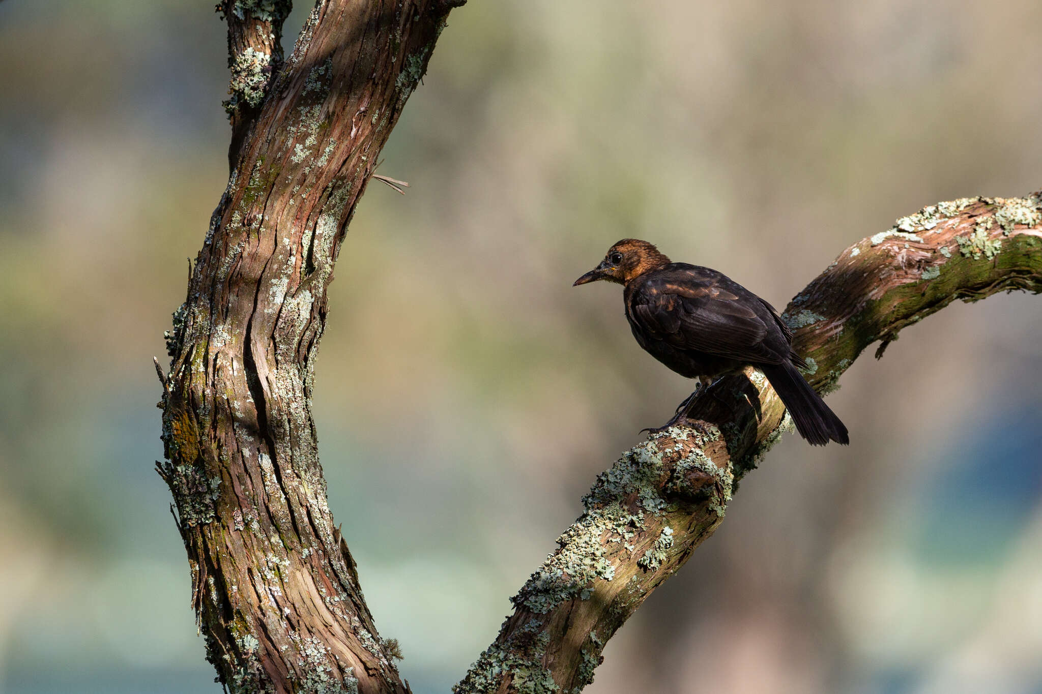 Turdus merula azorensis Hartert 1905的圖片