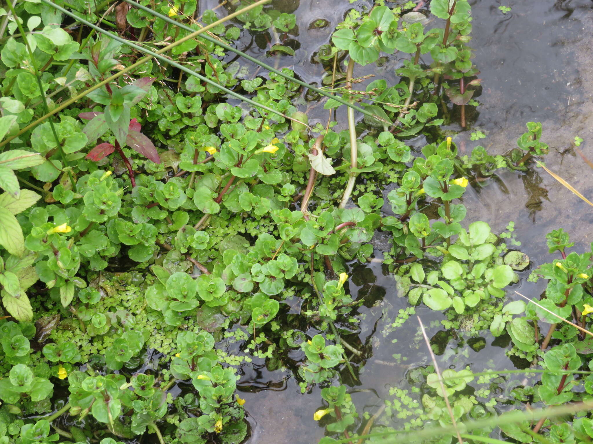 Image of James' monkeyflower