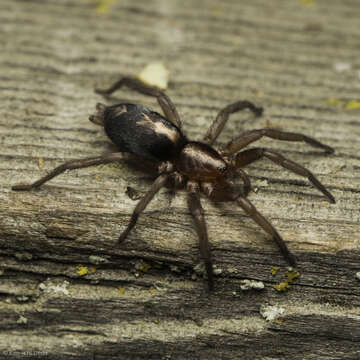 Image of Western Parson Spider