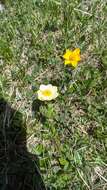 Plancia ëd Anemonastrum narcissiflorum subsp. chrysanthum (Ulbr.) Raus