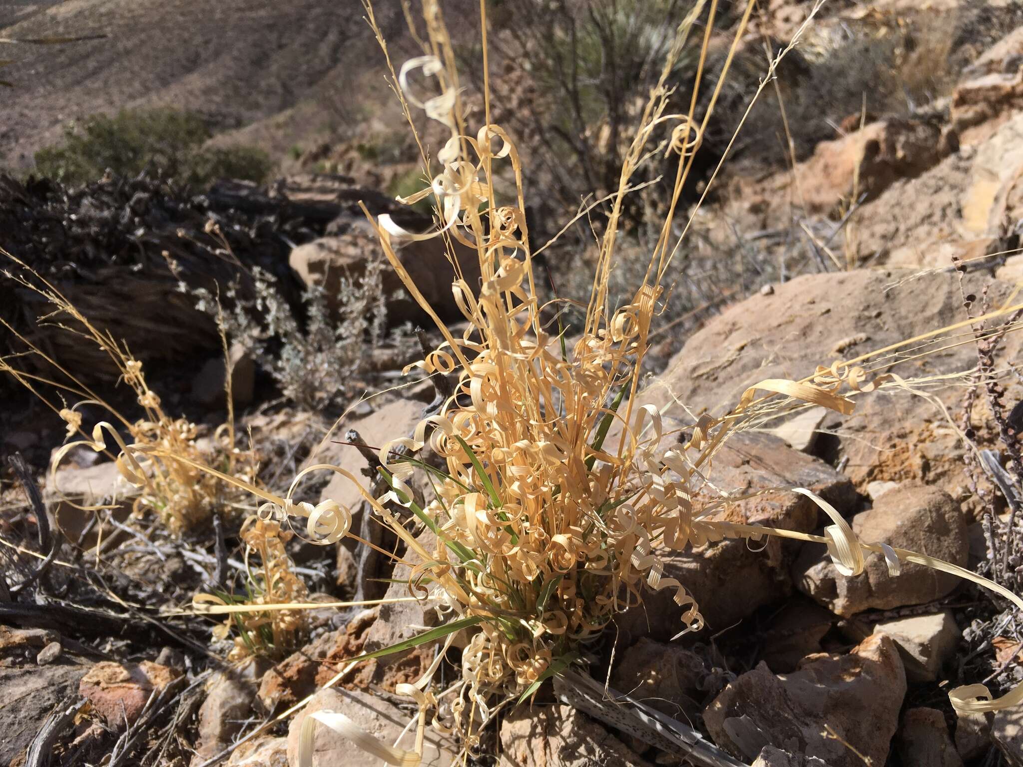 Imagem de Panicum hallii Vasey