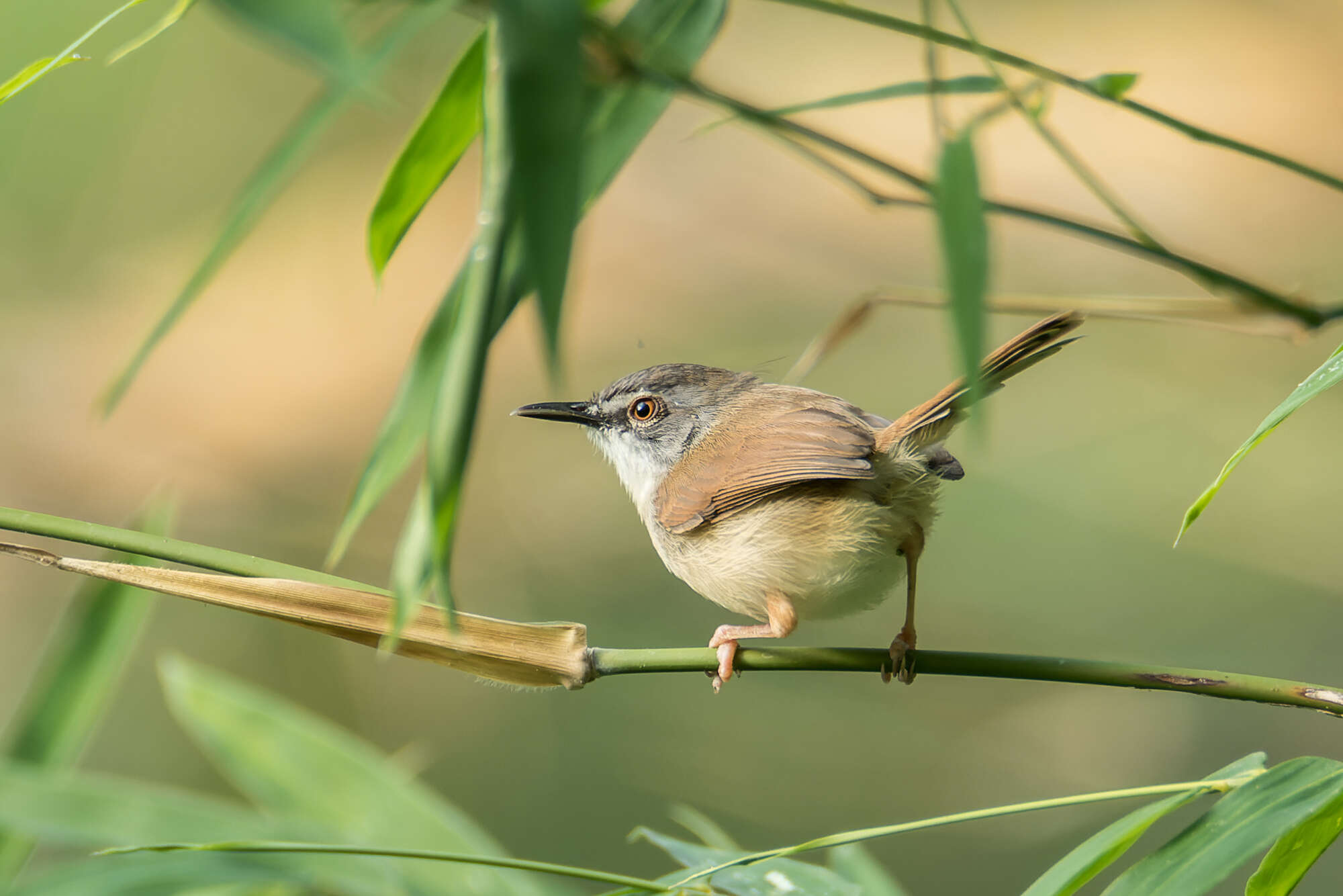 Image of Prinia rufescens beavani Walden 1867