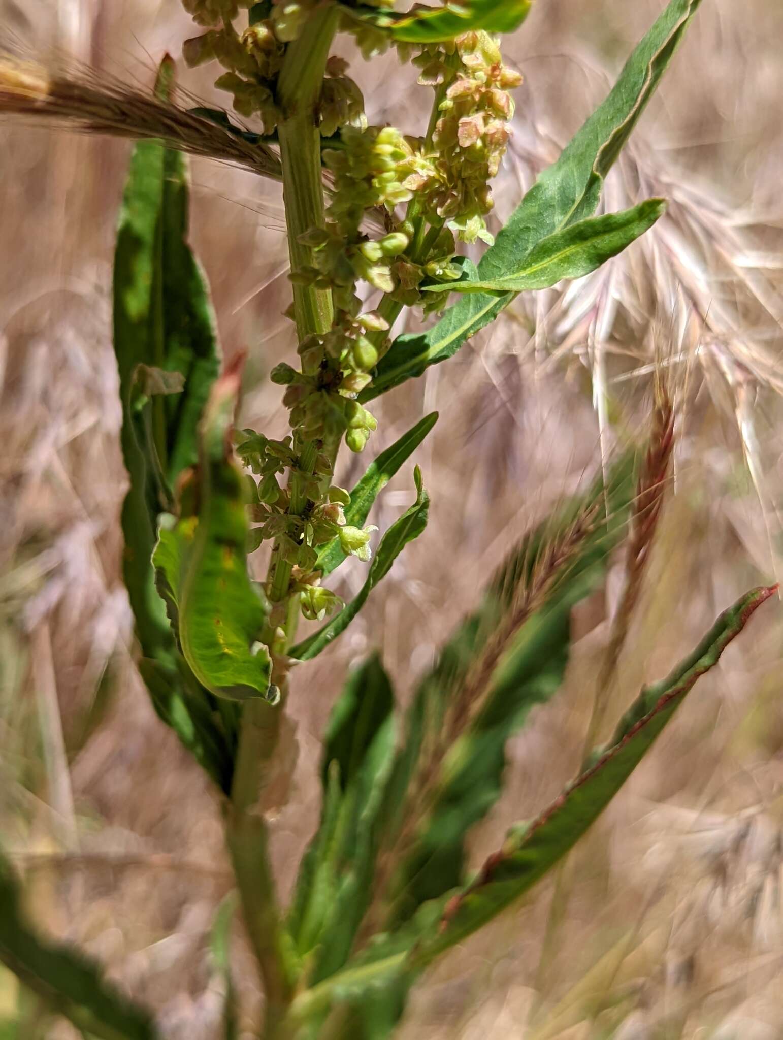 Rumex californicus Rech. fil. resmi