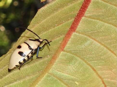 Image of <i>Eucorysses grandis</i>