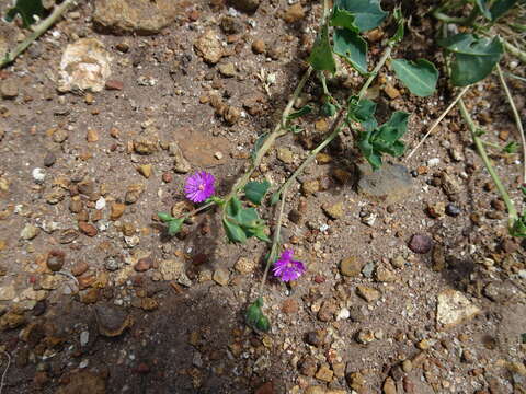 Image of Corbichonia decumbens (Forsk.) Exell