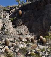 Image of California Barrel Cactus