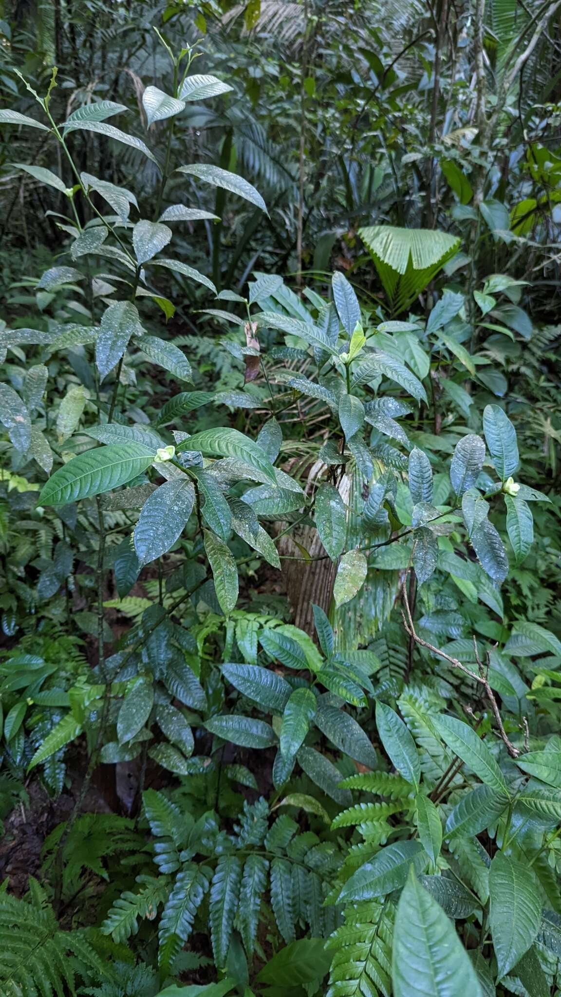 Image of Palicourea glomerulata (Donn. Sm.) Borhidi