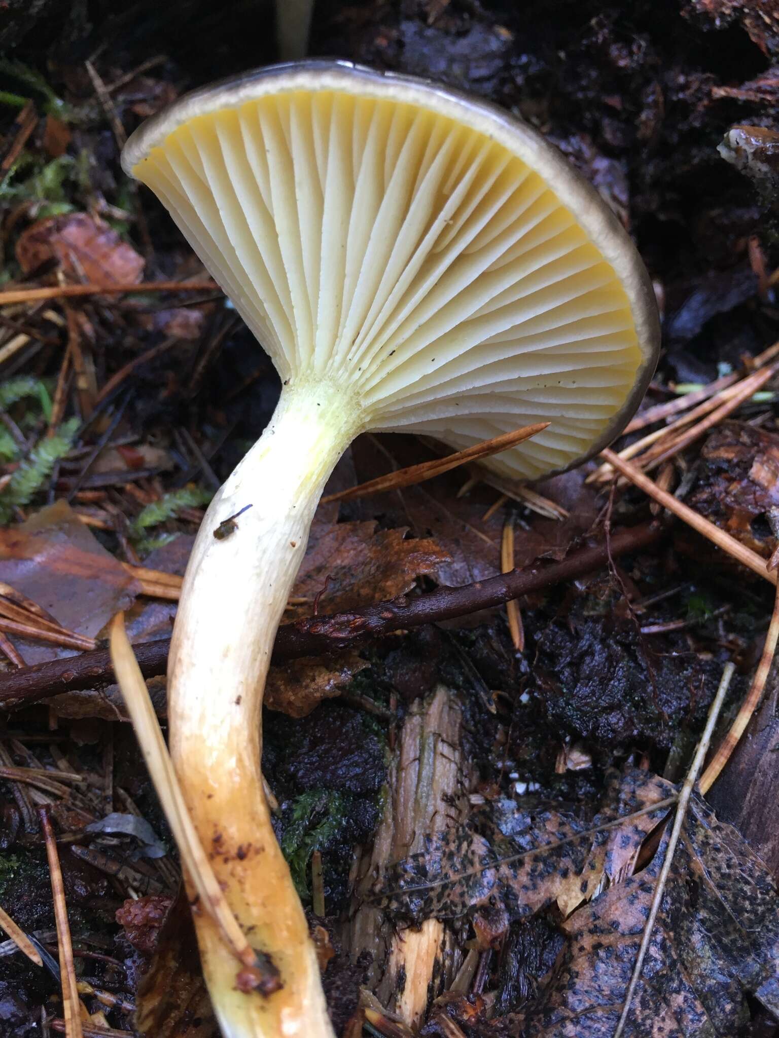 Слика од Hygrophorus hypothejus (Fr.) Fr. 1838