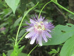 Plancia ëd Passiflora incarnata L.