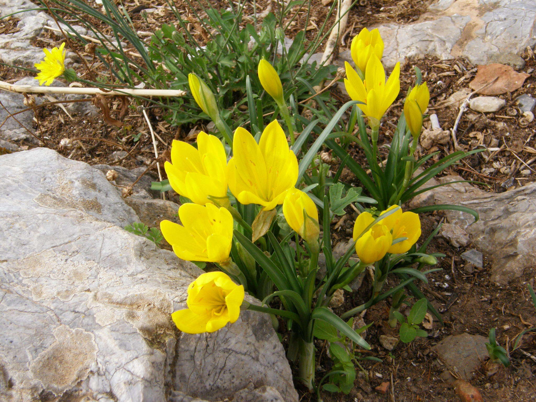 Image de Sternbergia lutea subsp. sicula (Tineo ex Guss.) K. Richt.