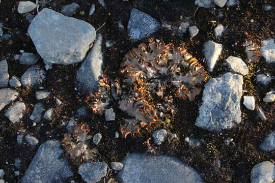 Image of chocolate chip lichen