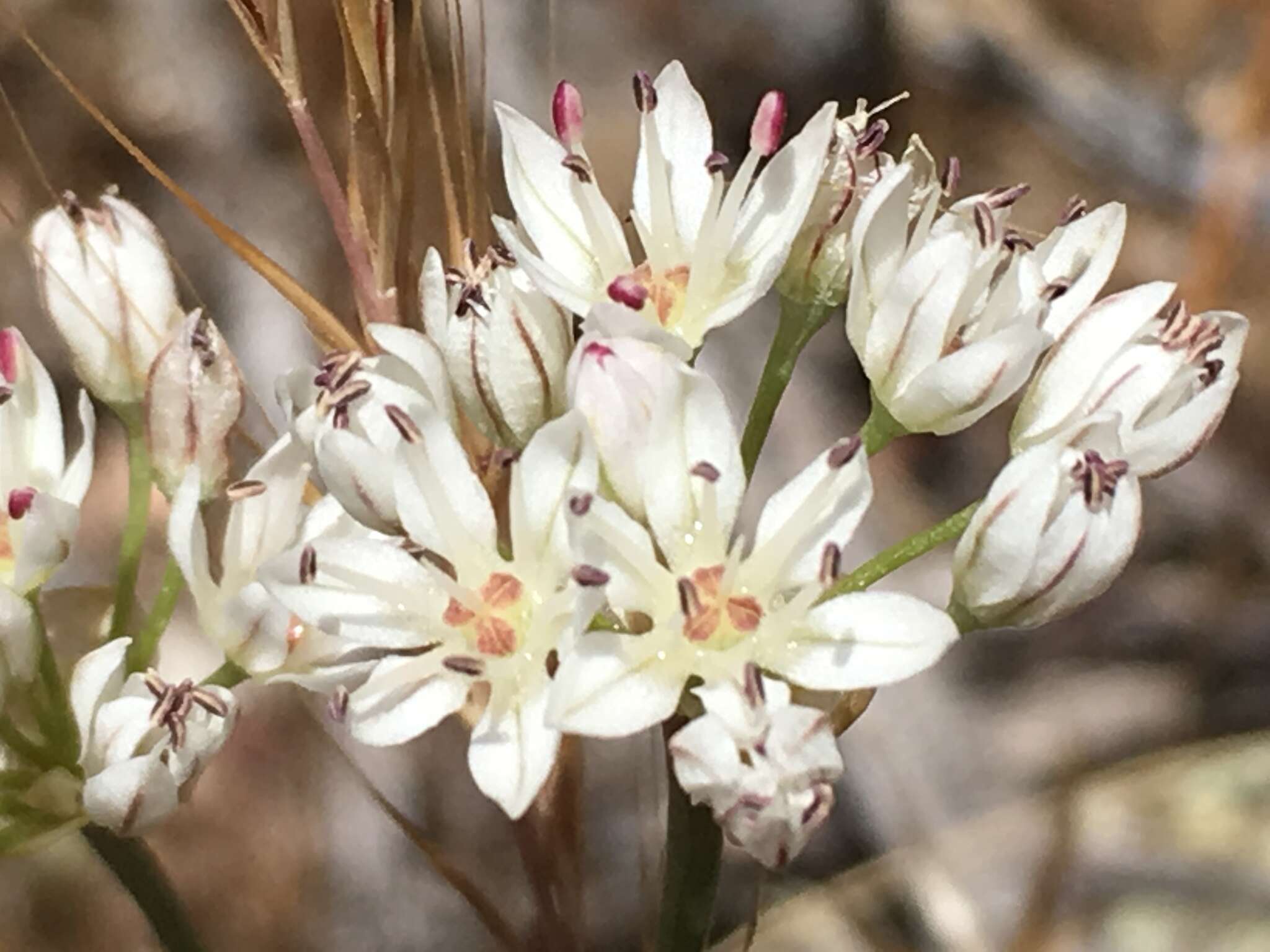 Image of pitted onion