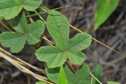 Image of Passiflora ciliata var. santiagana (Killip) Vanderpl.