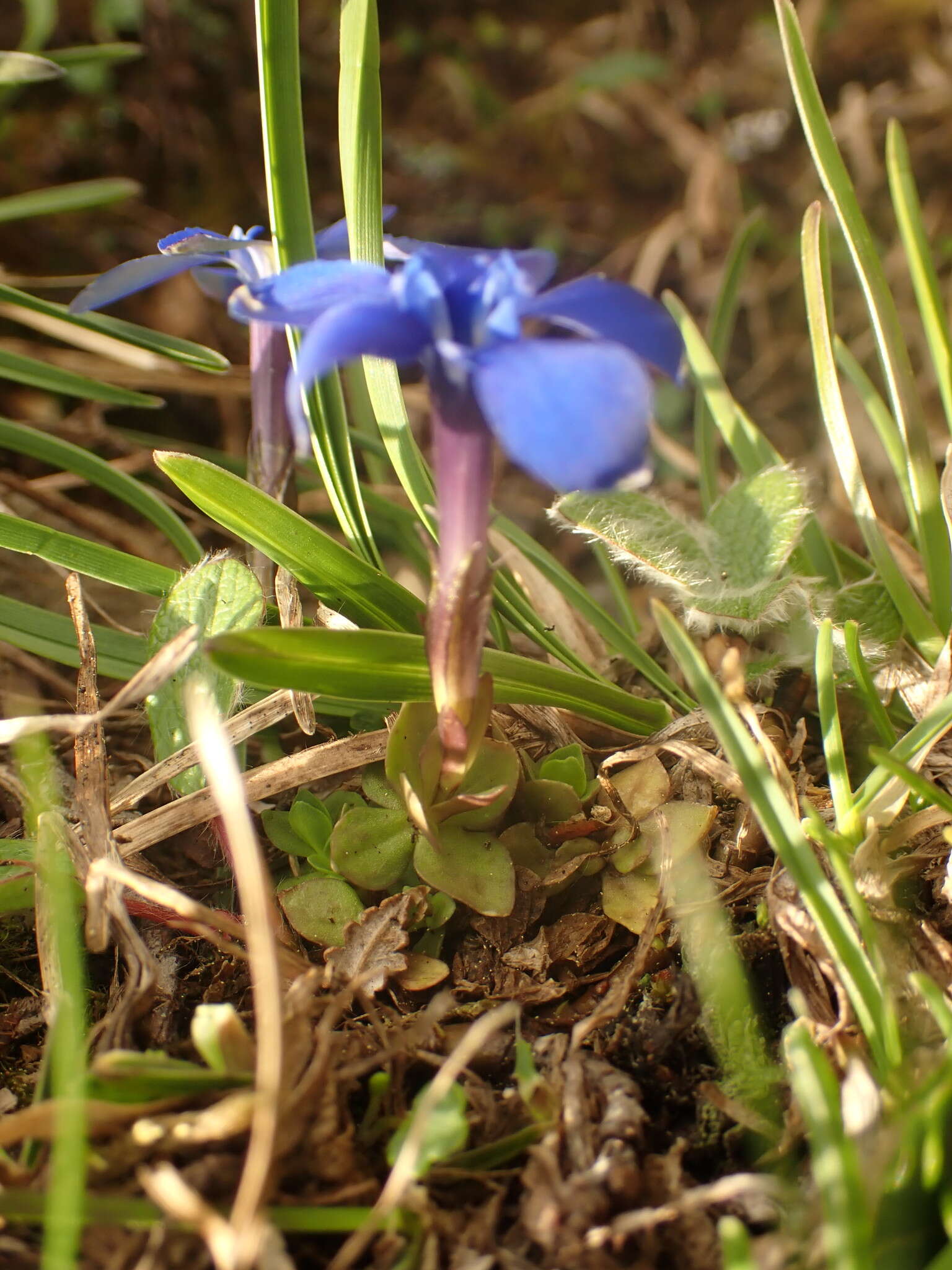 صورة Gentiana brachyphylla subsp. favratii (Rittener) Tutin