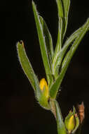 Image of Hibbertia vaginata (Benth.) F. Müll.