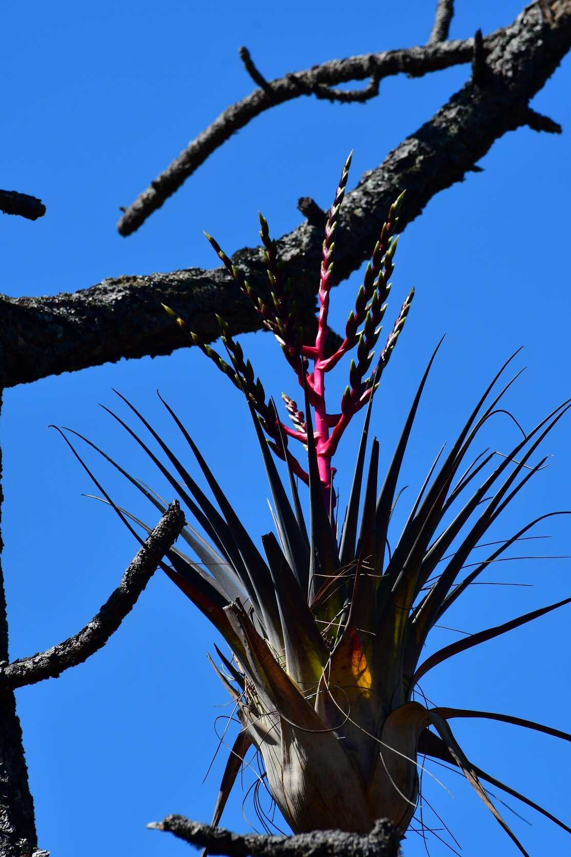 Imagem de Tillandsia comitanensis Ehlers