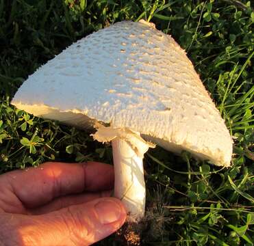 Image of Green-spored parasol