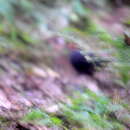 Image of Crimson-headed Partridge