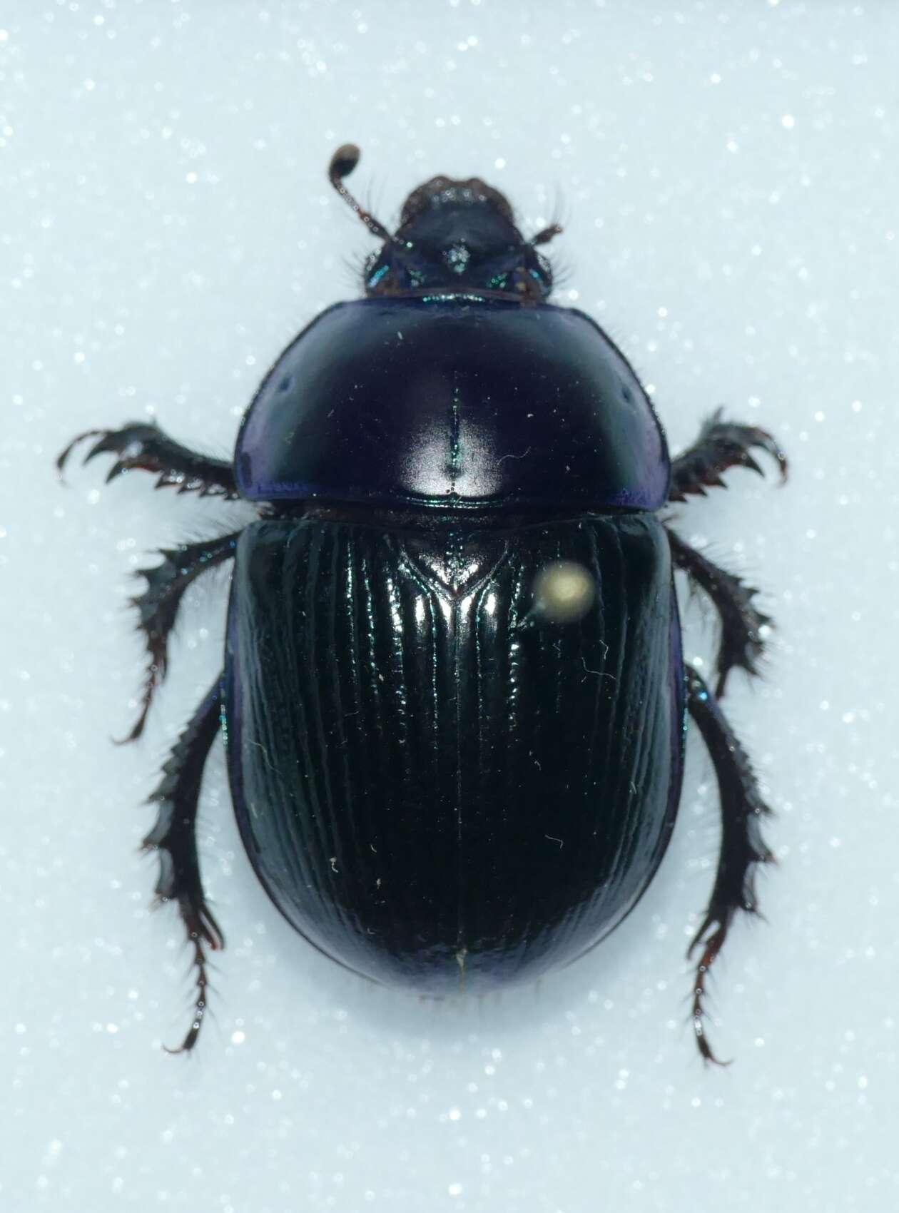 Слика од Geotrupes stercorarius (Linnaeus 1758)