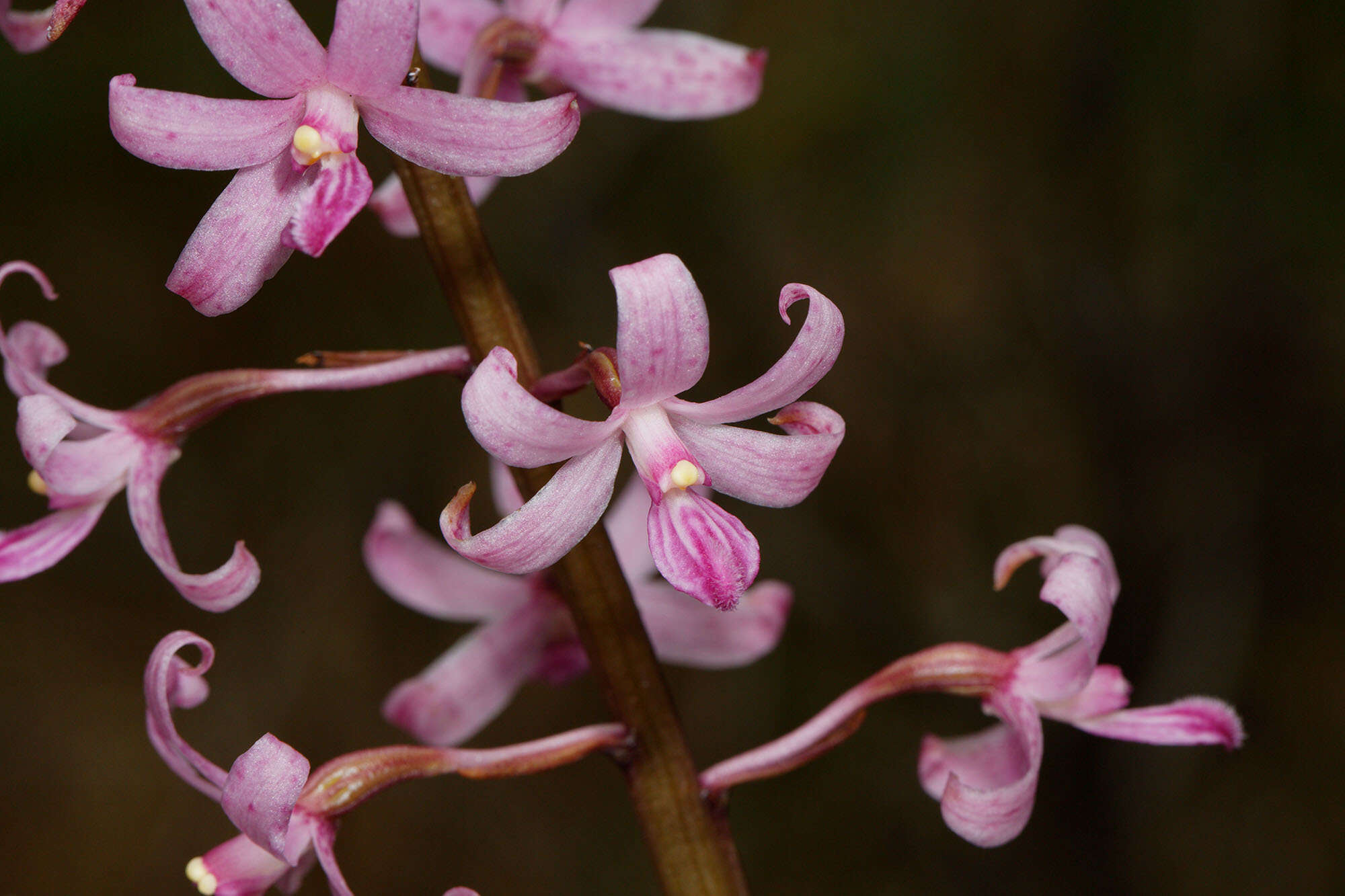 Plancia ëd Dipodium roseum D. L. Jones & M. A. Clem.